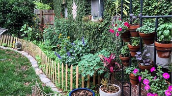 Menjadikan rumah lebih hijau. Foto: Boredpanda  