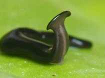 China Teliti Regenerasi Cacing Pipih di Luar Angkasa