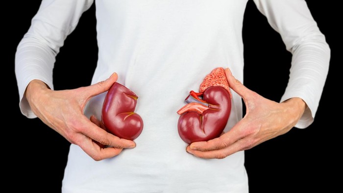 Ilustrasi Ginjal Woman holding artificial model human kidney halves at white body with black. This artificial organ model is used for education in high school to learn students about biology. They learn about the human body and how our kidneys work. Our kidneys function as a filter for the blood circulation.