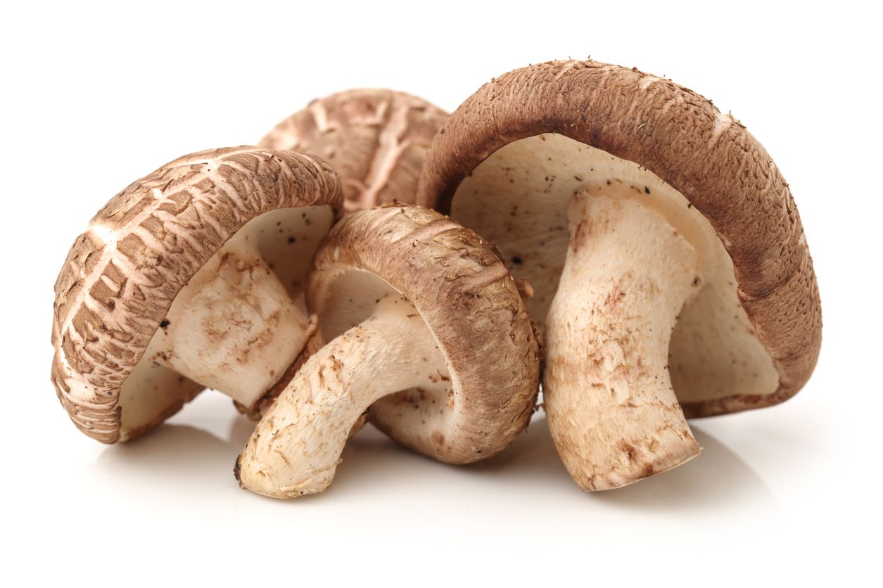jamur shitake