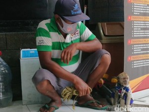 Kisah Monyet yang Disewa Rp 25 Ribu/Hari untuk Mengais Rezeki