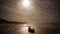 Sapi duduk menikmati matahari petang di Pantai Barbate, Provinsi Cadiz, selatan Spanyol, Sabtu, (5/2/2022).  Berbuat baik kepada lingkungan dapat memastikan semesta tetap tersenyum seperti sapi yang santai menikmati cahaya matahari. (AP Photo/Emilio Morenatti)