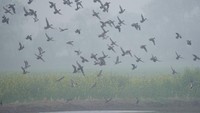 Burung yang sedang bermigrasi terlihat di Ranbir Singh Pura, India, Rabu (2/2/2022). Burung-burung liar dapat menjadi indikator bagaimana lingkungan masih alami atau mulai terusik. (AP Photo/Channi Anand)