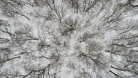 Pohon meranggas di saat musim dingin di Taman Cherokee, Louisville, AS, 4 Februari 2022. Meski terlihat rapuh, ranting ini sedang hibernate dan menyimpan tenaga untuk kembali perkasa saat musim semi. (Reuters)