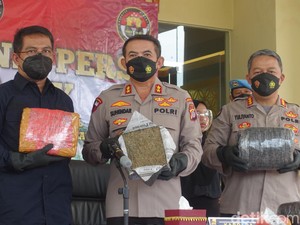 Polda DIY Ungkap Peredaran Ganja Antarpulau, Temukan Ladang 2 Hektare