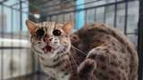 Mengenal Kucing Hutan yang Langka, Apakah Boleh Dipelihara?