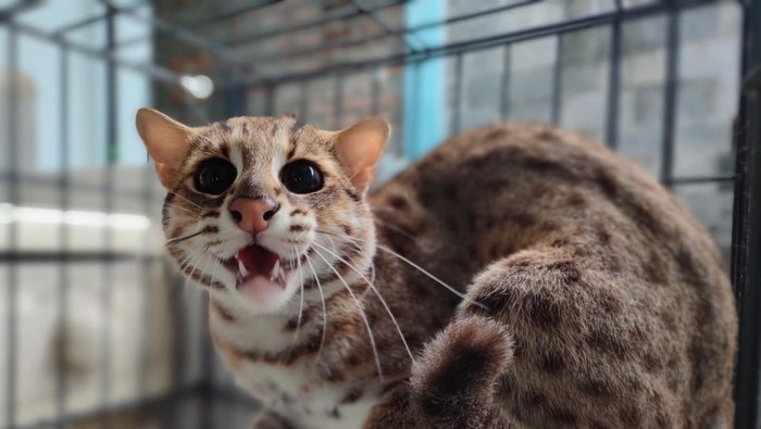 Seekor kucing hutan jawa (Prionailurus bengalensis) milik keluarga Eko Kurnia diserahkan  ke BKSDA Seksi Konservasi Wilayah VI Tasikmalaya.