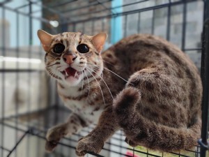 Warga Tasikmalaya Serahkan Kucing Hutan Langka ke BKSDA