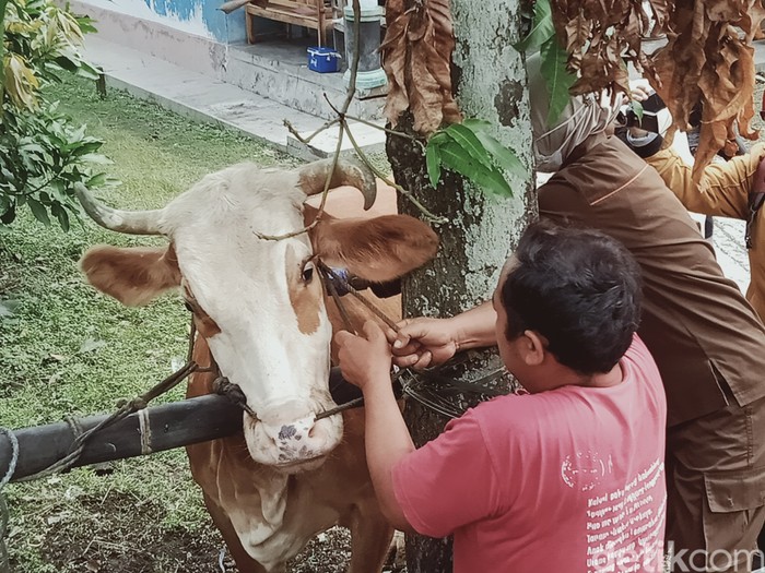 Puluhan sapi di Desa Gentan, Kecamatan Gantiwarno, Klaten divaksin antraks, Selasa (8/2/2022)
