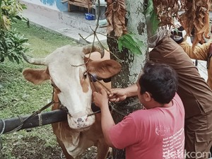 Antraks Merebak di Gunungkidul, Pakar Unair Soroti Tradisi Ini