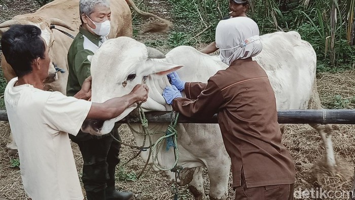 Puluhan sapi di Desa Gentan, Kecamatan Gantiwarno, Klaten divaksin antraks, Selasa (8/2/2022)