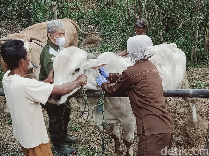 Puluhan sapi di Desa Gentan, Kecamatan Gantiwarno, Klaten divaksin antraks, Selasa (8/2/2022)