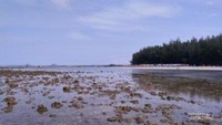Tiku di saat pasang surut