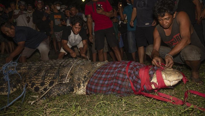 Penakluk buaya berkalung ban di Kota Palu, Sulawesi Tengah (Sulteng) diketahui merupakan seorang pria pendatang asal Sragen, Jawa Tengah (Jateng).