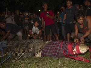 Buaya Lepas dari Kalung Ban Setelah 6 Tahun Disoroti Media Asing