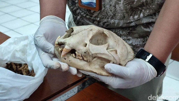 Macan tutul 'Si Abah' yang dikenal sebagai penguasa Gunung Sawal, Ciamis, ditemukan mati. Tulang belulangnya ditemukan di kaki Gunung Sawal, Kabupaten Ciamis, Jabar.