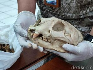 Jabar Hari Ini: Macan Tutul Si Abah Mati-5 Titik Ganjil Genap Bandung