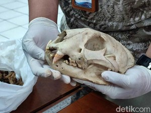 Jabar Hari Ini: Macan Tutul Si Abah Mati-5 Titik Ganjil Genap Bandung