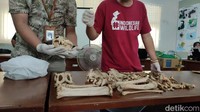 Kepala Bidang Konservasi Sumber Daya Alam (KSDA) Wilayah III Ciamis Andi Witria membenarkan hal tersebut. Awalnya BKSDA mendapat laporan dari masyarakat ditemukan tulang belulang yang diduga macan di kawasan Jalatrang, Kecamatan Cipaku, Ciamis, beberapa waktu lalu.