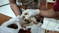 Beberapa kali Si Abah ini sempat turun gunung dan tertangkap warga hingga kemudian dilepaskan kembali. Terakhir, BKSDA Jabar melepas Si Abah pada 25 Agustus 2020 di blok Pasirtamiang, Cihaurbeuti.