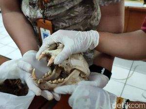 Mengenang Si Abah, Macan Tutul Penguasa Gunung Sawal Ciamis