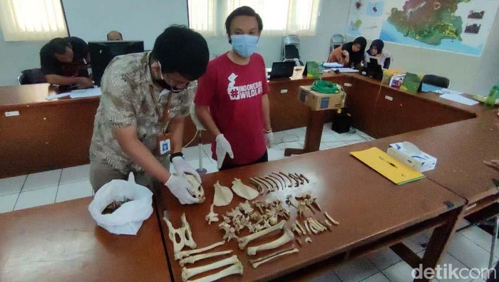 Potret Tulang Belulang 'Si Abah' Penguasa Gunung Sawal Macan tutul 'Si Abah' yang dikenal sebagai penguasa Gunung Sawal, Ciamis, ditemukan mati. Tulang belulangnya ditemukan di kaki Gunung Sawal, Kabupaten Ciamis, Jabar.
