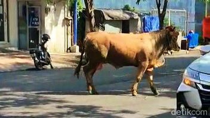 sapi lepas di banyuwangi