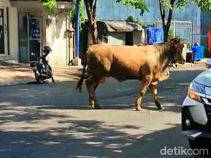 Drama Sapi Lepas Mengamuk di Banyuwangi, Jalan Ditutup Hingga Dipancing Betina