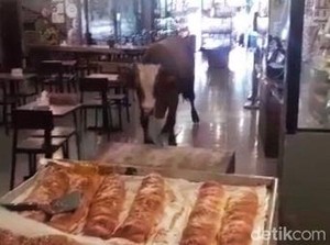 Kesaksian Warga Lihat Sapi Lepas Masuk ke Toko Roti di Banyuwangi