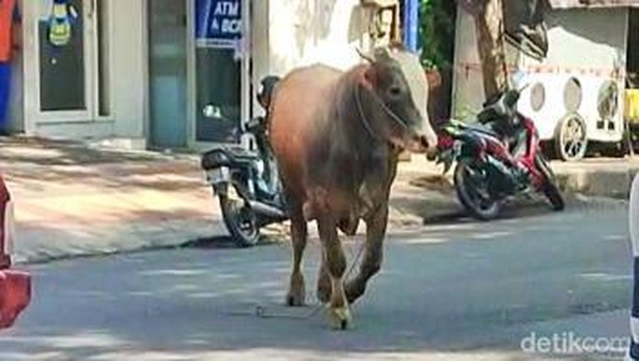 sapi lepas di banyuwangi