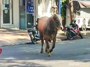 Butuh Betina untuk Menangkap Sapi Lepas dan Mengamuk di Banyuwangi