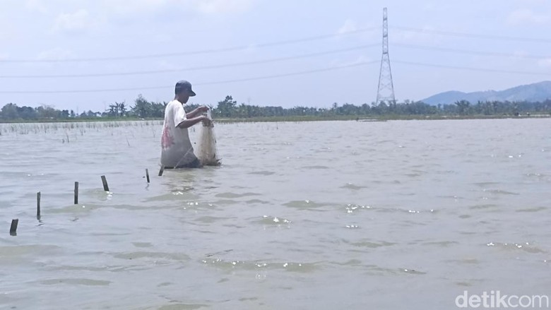 Sawah di Kecamatan Brati jadi spot mancing baru di Grobogan Sawah di Kecamatan Brati jadi spot mancing baru di Grobogan