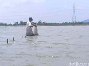 Kreatif! Sawah Kebanjiran Disulap Jadi Arena Wisata Mancing Mania