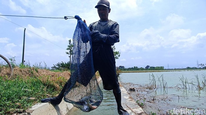 Sawah di Kecamatan Brati jadi spot mancing baru di Grobogan