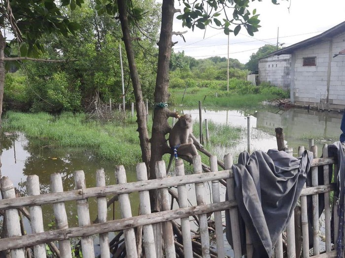 Seekor monyet yang merasahkan warga Cilincing, Jakut dievakuasi  petugas pemadam kebakaran (damkar) (Instagram @humasjakfire)