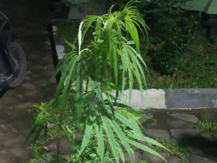 Tanaman ganja ditemukan tumbuh di belakang rumah warga di Gowa. (dok. Istimewa)