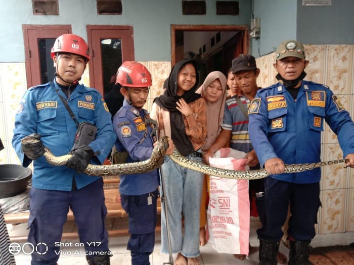 Ular sanca sepanjang 2,5 meter muncul di toilet rumah warga Bojong Gede, Bogor. Warga kaget ular itu ada di plafon rumahnya. (dok Istimewa)