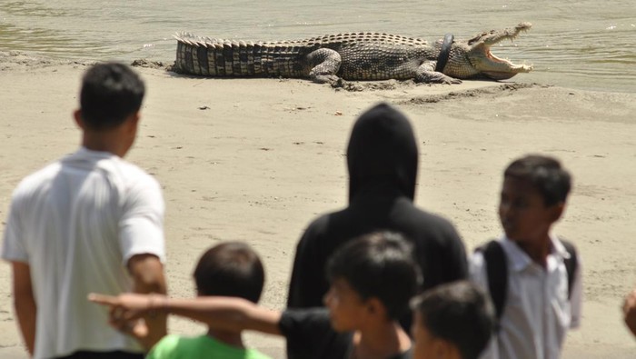 Seekor buaya liar yang terjerat ban bekas sepeda motor berjemur di atas pasir di Sungai Palu, Sulawesi Tengah, Selasa (20/9/2016).