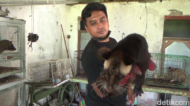 budi daya musang