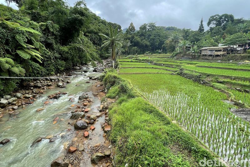 Suasananya terjaga alami. Sawah, bukit, gemericik sungai, hijau daun, angin dan sejuknya udara di ketinggian 600 mdpl. Super lengkap sambari pesan kopi hangat dan kriyuk barbeque chiken wings.