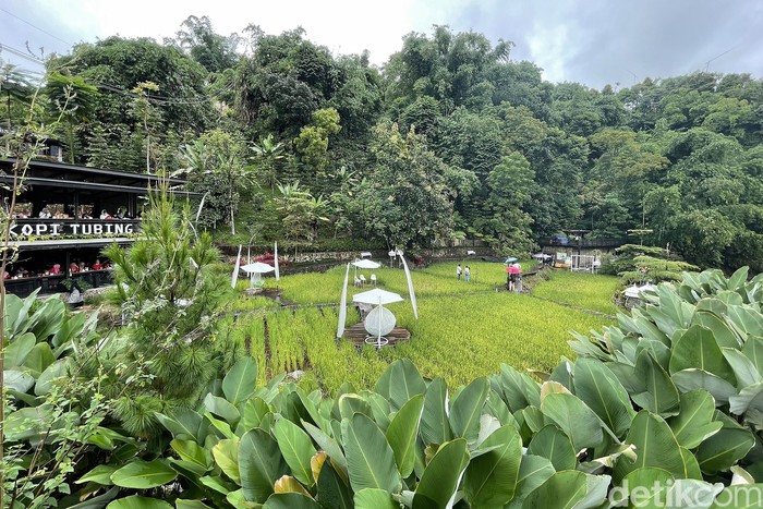 Suasananya terjaga alami. Sawah, bukit, gemericik sungai, hijau daun, angin dan sejuknya udara di ketinggian 600 mdpl. Super lengkap sambari pesan kopi hangat dan kriyuk barbeque chiken wings.