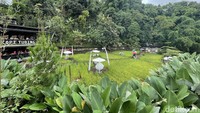 Desain bangunan Kopi Tubing dibuar mengikuti kontur lahan dan bentang alam. Menjaga sentuhan alam menjadi kekuatan utama dalam membangun ambience dan mood yang maksimal.  Tampak Kopi Tubing, Bogor pada akhir pekan lalu.