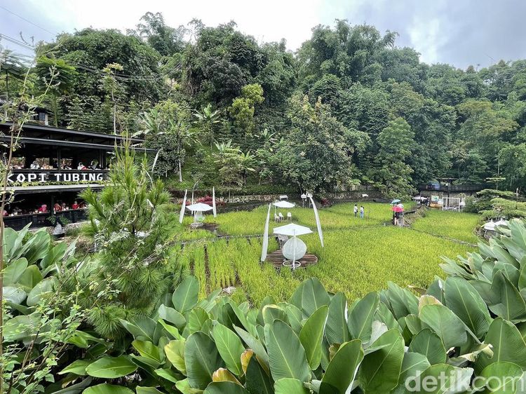 Sungai, Sawah, Perbukitan, dan Hangatnya Secangkir Kopi di Sini