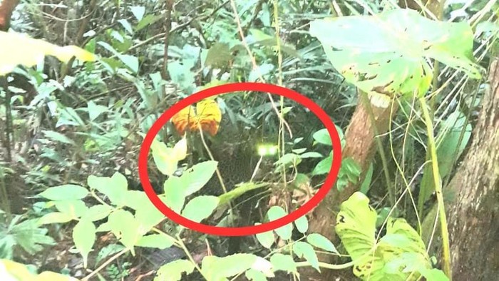 Macan di Kuningan
