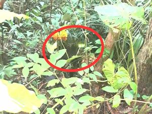 Macan Tutul di Selajambe Dipastikan Bukan Penghuni Gunung Ciremai