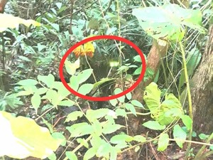 Warga Takut Berkebun Usai Kemunculan Macan Tutul di Selajambe