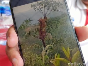BKSDA Sebut ada Tiga Macan Tutul Penghuni Hutan Cibalong