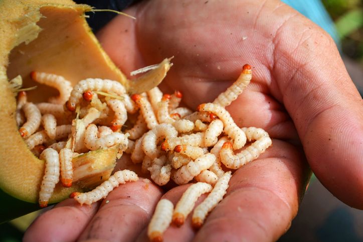 Ini 7 Penjelasan Mengapa Islam Mengharamkan Sebuah Makanan