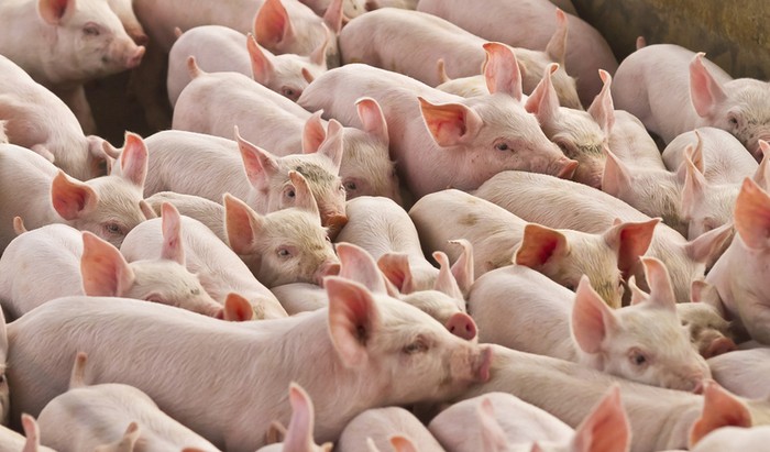 Ini 7 Penjelasan Mengapa Islam Mengharamkan Sebuah Makanan