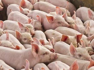 Ini 7 Penjelasan Mengapa Islam Mengharamkan Sebuah Makanan